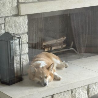 Just call me the Queen of England because there will never be a time in my life when I don’t own a Corgi. They are the cutest, sweetest, most lovable dogs. This little guy is just the best.