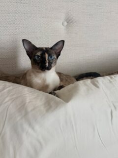 Happy National Cat Day to our Princess! She’s been a sweet little addition to the family this year. @ranchcats_cattery